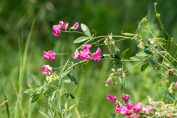  spring vetch (Vicia cracca)