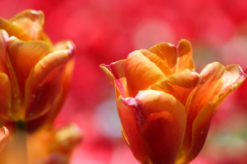 初夏の満開のチューリップの花