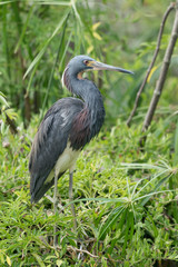 Naklejka premium Profile of a Tricolored Heron