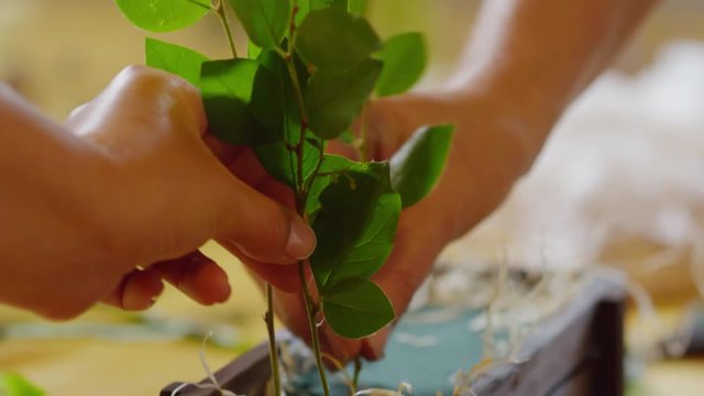 Tilting close-up hands-only shot of two florists with tidy manicure sticking fresh green salal tips into floral foam in small wooden decorative crate to create composition