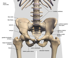 Pelvic and Hip Bone, Labeled Anatomy Front View on White - obrazy, fototapety, plakaty
