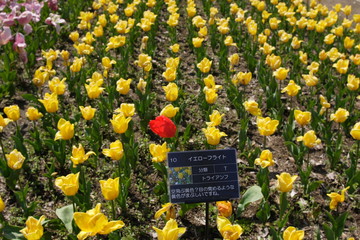 初夏のチューリップの満開の公園の花畑