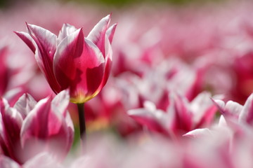 Naklejka premium Kwiaty tulipanów w pełnym rozkwicie wczesnym latem