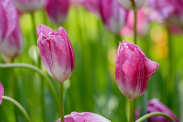 初夏の満開のチューリップの花