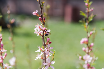 Almond blossoms. Pink almond flowers. Almond blossoms in the garden.