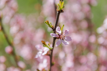 Almond blossoms. Pink almond flowers. Almond blossoms in the garden.