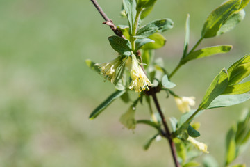 Summer flowers in the garden. Flowers close up. Yellow and blue flowers.