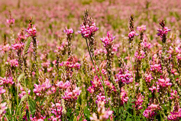 Inflorescence ordinary sainfoin with pink flowers. Wild pink flowers lit by the sun, close-up