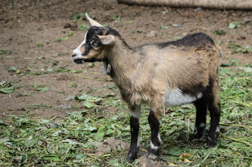 Cute little goat with wool of different colors on mown grass