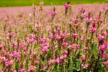 Inflorescence ordinary sainfoin with pink flowers. Wild pink flowers lit by the sun, close-up