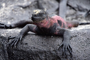 IGUANA MARINA, GALAPAGOS