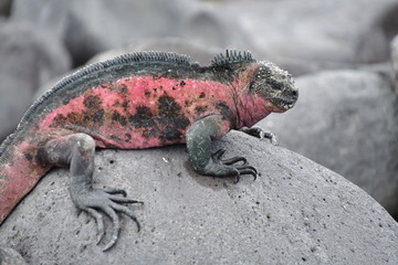 IGUANA MARINA, GALAPAGOS