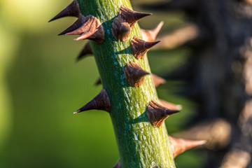 Obraz premium Thorn Close Up