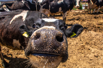 Fototapeta premium Cow Close up