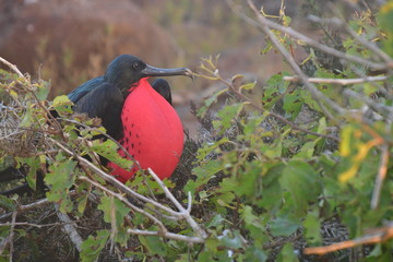 FRAGATA, GALÁPAGOS