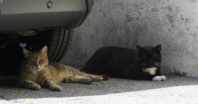 Two Street Cat Lying Under The Car On The Road In The Street, Close Up View - DCi 4K Resolution