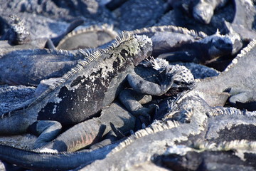 IGUANA MARINA, GALÁPAGOS