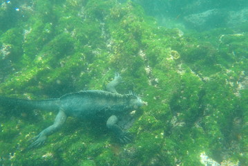 Fototapeta premium IGUANA MARINA, GALÁPAGOS
