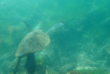 Obraz premium TORTUGA MARINA, GALÁPAGOS