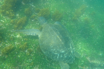 Obraz premium TORTUGA MARINA, GALÁPAGOS