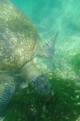 TORTUGA MARINA, GALÁPAGOS