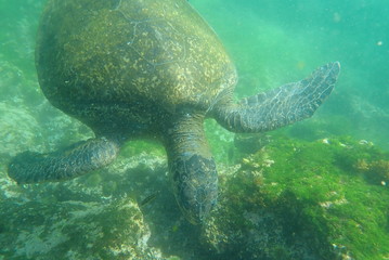 Fototapeta premium TORTUGA MARINA, GALÁPAGOS