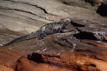 IGUANAS MARINAS, GALÁPAGOS