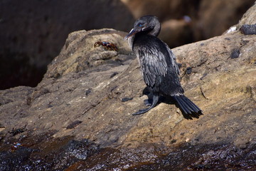 CORMORÁN, GALÁPAGOS