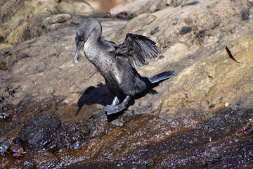 CORMORÁN, GALÁPAGOS