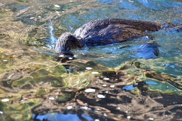 CORMORÁN, GALÁPAGOS