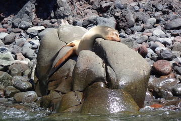 LOBO MARINO, GALÁPAGOS
