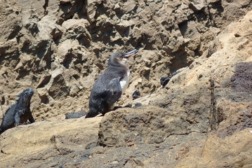 PINGÜINO, GALAPAGOS