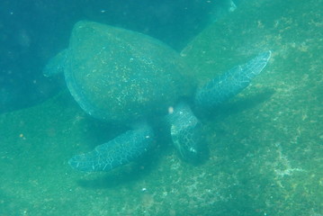 Fototapeta premium TORTUGA MARINA, GALÁPAGOS