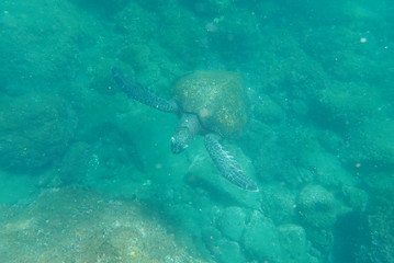 Naklejka premium TORTUGA MARINA, GALÁPAGOS