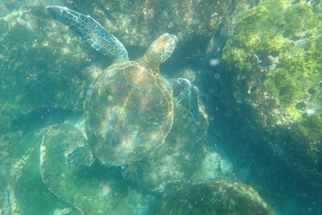 TORTUGA MARINA, GALÁPAGOS