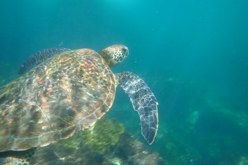 Obraz premium TORTUGA MARINA, GALÁPAGOS
