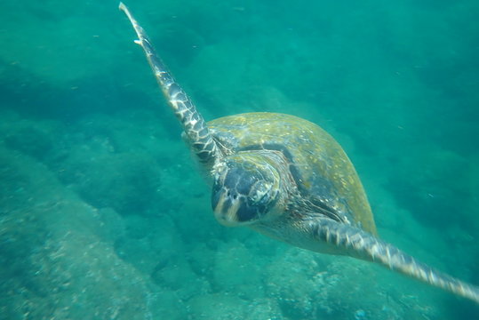 TORTUGA MARINA, GAL&Aacute;PAGOS