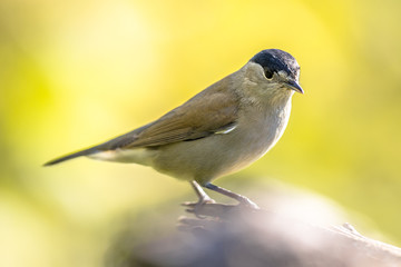 Eurasian blackcap on bright green background