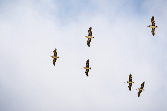 A group of Brown pelicans (Pelecanus occidentalis) flying on a blue and white sky background, California