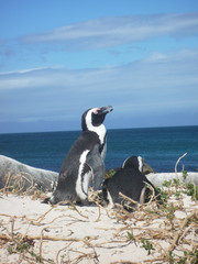Obraz premium penguin in capetown southafrica