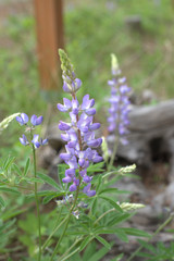 flowers in the garden