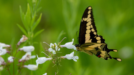 butterfly on flower