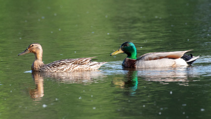 ducks in pond