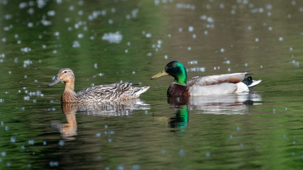 Fototapeta premium ducks in pond
