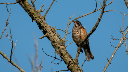 bird on branch