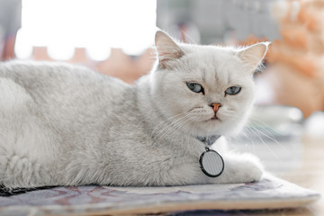 White cat sits happily on the floor in the room.soft focus.