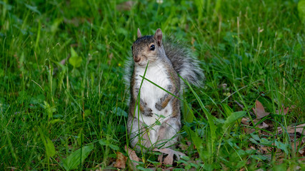squirrel in the park