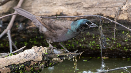 bird