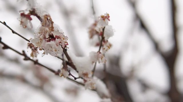 Anomalous Weather Wet Snow On The Chear Tree Bloom, cinematic dof