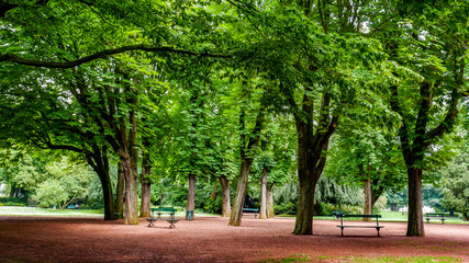 trees in the park 